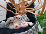 À vendre : des chiots Chihuahua non LOF de juillet 2021
