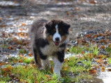 &Agrave; vendre : Chiot femelle Berger Australien tricolore LOF