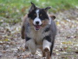 &Agrave; vendre : Chiot femelle Berger Australien tricolore LOF
