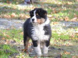 &Agrave; vendre : Chiot femelle Berger Australien tricolore LOF