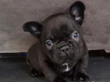 4 chiots mâles Bouledogue Français noir et blanc non LOF à réserver