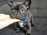 4 chiots mâles Bouledogue Français noir et blanc non LOF à réserver