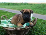 10 chiots Malinois fauve & noir LOF à acheter