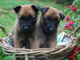 10 chiots Malinois fauve & noir LOF à acheter