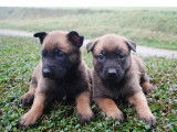 10 chiots Malinois fauve & noir LOF à acheter