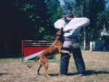 10 chiots Malinois fauve & noir LOF à acheter