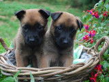 2 chiots Malinois (m&acirc;le et femelle) LOF disponibles &agrave; la vente