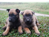 2 chiots Malinois (m&acirc;le et femelle) LOF disponibles &agrave; la vente