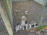 4 chiots Fox Terrier (3 mâles et 1 femelle) non LOF disponibles de suite