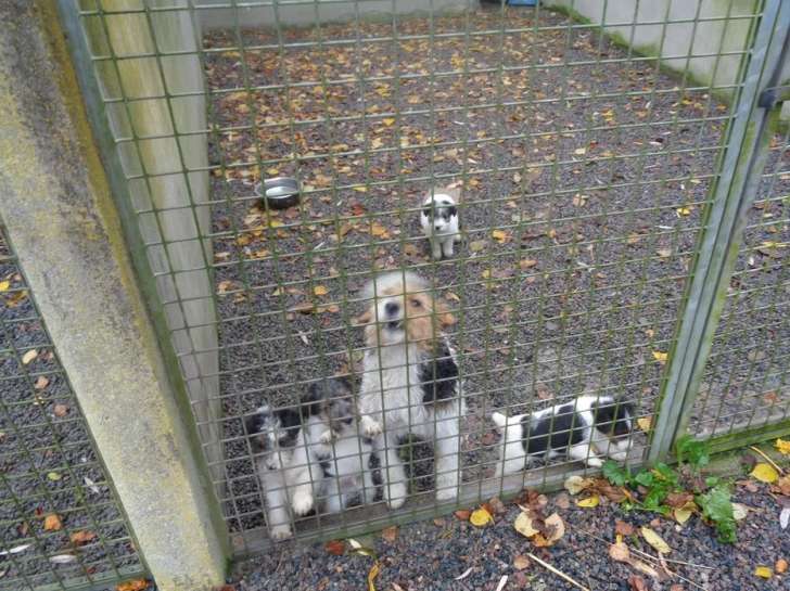 4 chiots Fox Terrier (3 mâles et 1 femelle) non LOF disponibles de suite