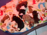 4 chiots Fox Terrier (3 mâles et 1 femelle) non LOF disponibles de suite