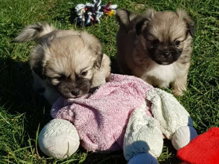 3 Chiots Epagneul Tibetain 2 Males Et 1 Femelle Lof A Reserver Petite Annonce Chien