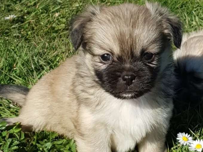 3 Chiots Epagneul Tibetain 2 Males Et 1 Femelle Lof A Reserver Petite Annonce Chien