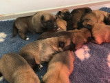 9 chiots Malinois (5 mâles et 4 femelles) fauve & noir LOF à réserver