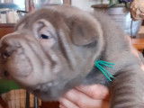 Des chiots Shar-Peï fauve et lilac LOF disponibles à la vente