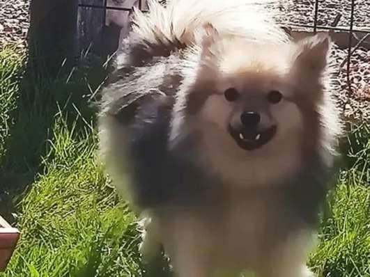 À vendre : un chien Spitz Nain bicolore non LOF d'un an