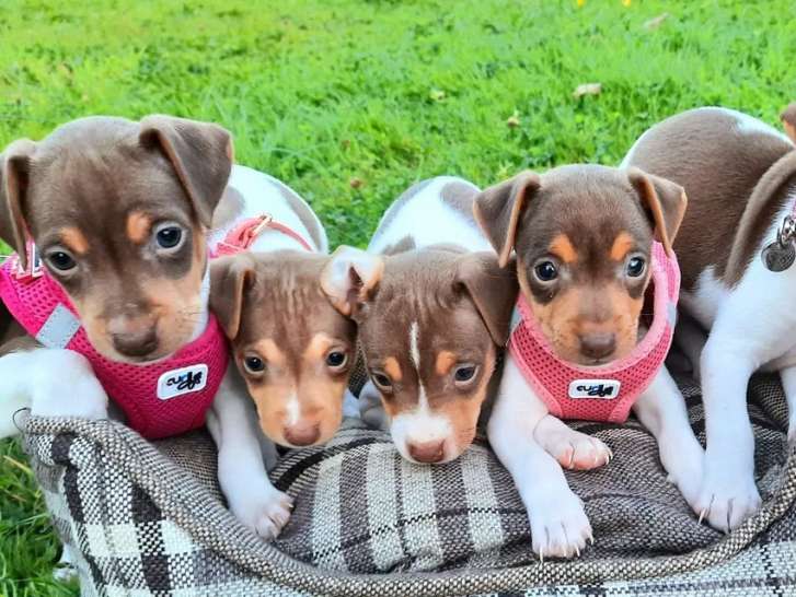 5 chiots Terrier du Révérend Jack Russell (3 femelles et 2 mâles) non LOF à acheter