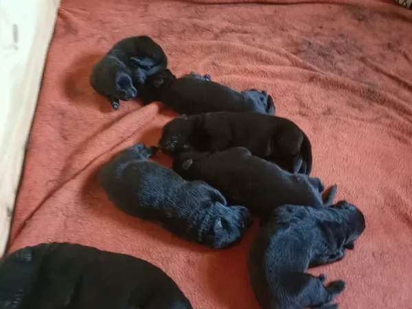 7 chiots Berger Allemand noirs (4 mâles et 3 femelles) LOF à acheter