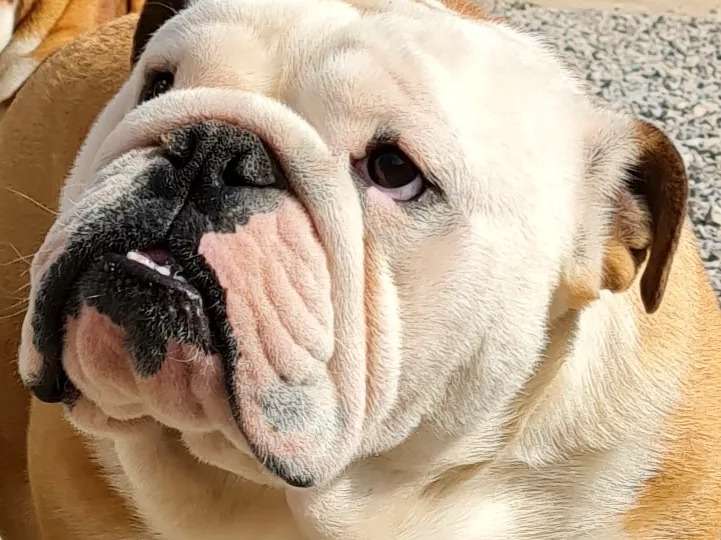 Un chien Bulldog Anglais fauve & blanc LOF disponible pour saillie