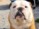 Un chien Bulldog Anglais fauve & blanc LOF disponible pour saillie