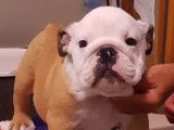 Un chien Bulldog Anglais fauve & blanc LOF disponible pour saillie