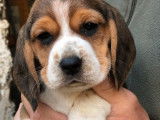Vente de 3 chiots Beagles (LOF) tricolores