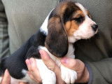 Vente de 3 chiots Beagles (LOF) tricolores
