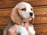Vente de 3 chiots Beagles (LOF) tricolores