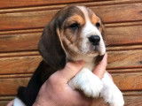 Réservation de chiots tricolore et citron, Beagles (LOF)