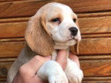 Chiots Beagle (LOF) &agrave; r&eacute;server