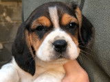 Chiots Beagle (LOF) &agrave; r&eacute;server