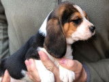 Chiots Beagle (LOF) &agrave; r&eacute;server
