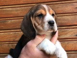 Chiots Beagle (LOF) &agrave; r&eacute;server
