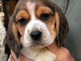 Chiots Beagle (LOF) &agrave; r&eacute;server