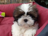 &Agrave; vendre, chiot m&acirc;le Shih Tzu (non LOF) blanc et chocolat