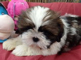&Agrave; vendre, chiot m&acirc;le Shih Tzu (non LOF) blanc et chocolat