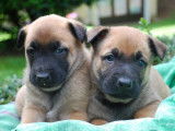 10 chiots Berger Belge Malinois (LOF) au pelage fauve &agrave; acheter