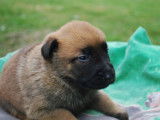 10 chiots Berger Belge Malinois (LOF) au pelage fauve &agrave; acheter
