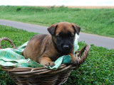 10 chiots Berger Belge Malinois (LOF) au pelage fauve &agrave; acheter