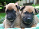 2 chiots Berger Belge Malinois (LOF) fauve à vendre
