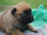 2 chiots Berger Belge Malinois (LOF) fauve à vendre