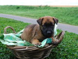 2 chiots Berger Belge Malinois (LOF) fauve à vendre