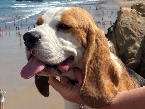 Chien Beagle tricolore mâle (LOF) de deux ans à placer