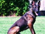 Chiots Berger Malinois de pure race à vendre