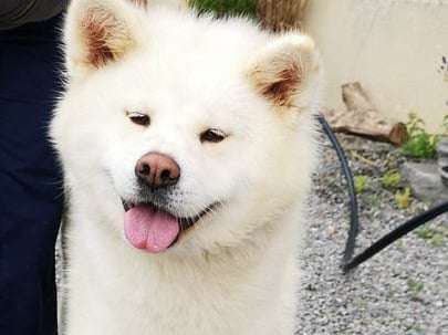 Achat ouvert pour chienne Akita Inu de 5 ans, blanche (LOF)