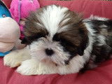 &Agrave; vendre, chiot m&acirc;le Shih Tzu (non LOF) blanc et chocolat