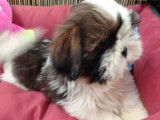 &Agrave; vendre, chiot m&acirc;le Shih Tzu (non LOF) blanc et chocolat