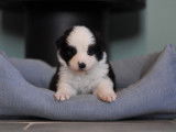 Beaux chiots Berger Australien LOF à réserver