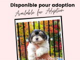 2 chiots m&acirc;les de race Morkie robe tricolore disponibles &agrave; l'adoption