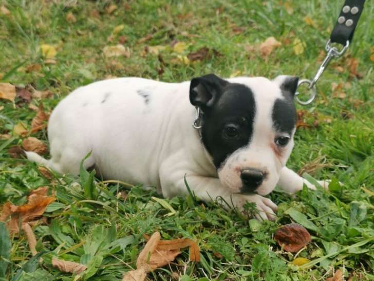 Femelle Stafforshire Bull Terrier LOF noire et blanche à vendre